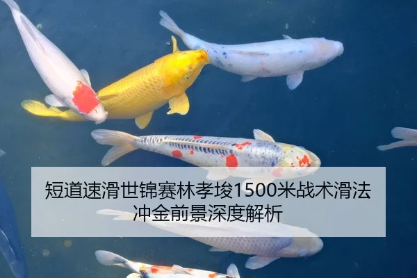 短道速滑世锦赛林孝埈1500米战术滑法冲金前景深度解析
